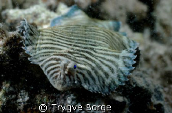 Tigersole at night by Trygve Borge 